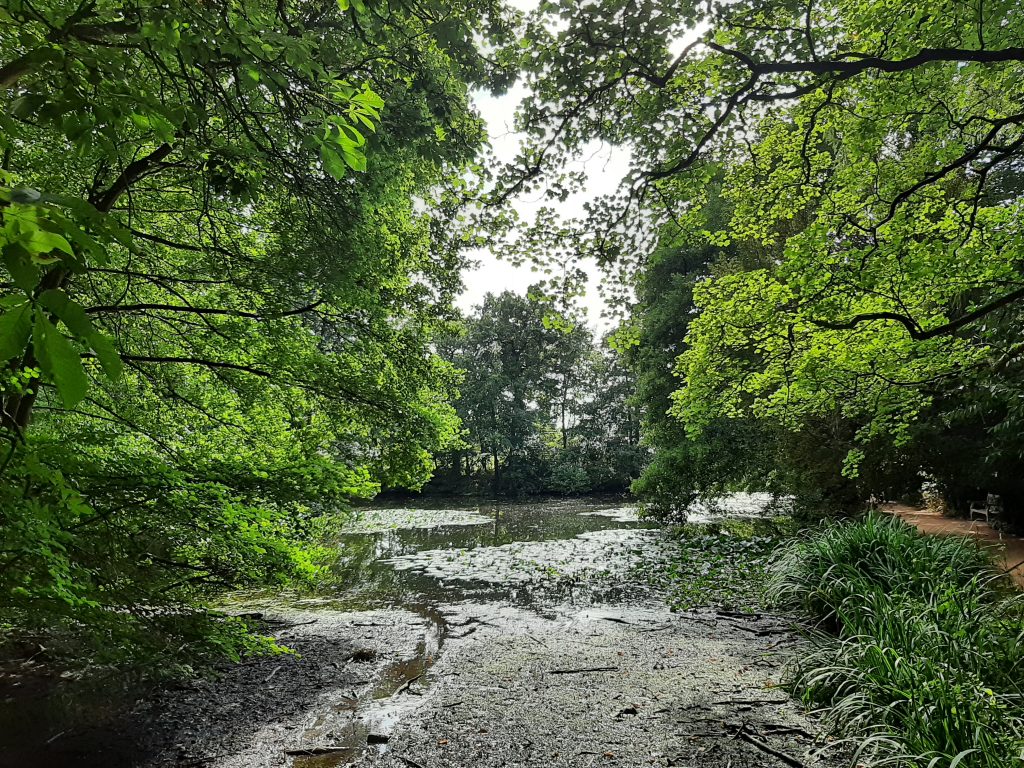 Part of the woods at Baddesley Clinon
